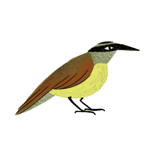 Benteveo
