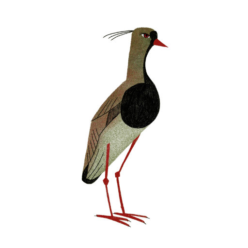 Tero